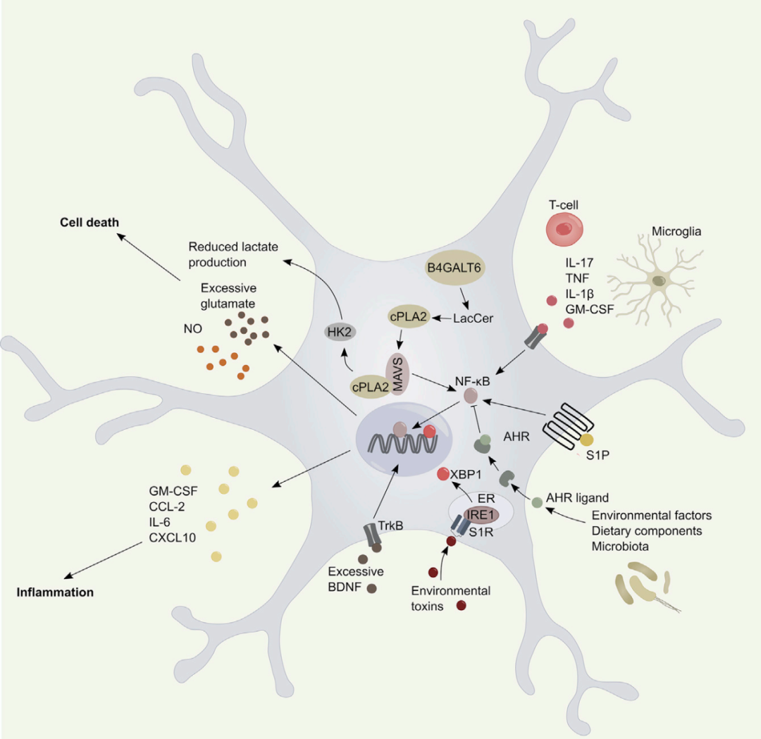 neuron重磅长综述:星形胶质细胞在中枢神经系统炎症中扮演的角色|dna