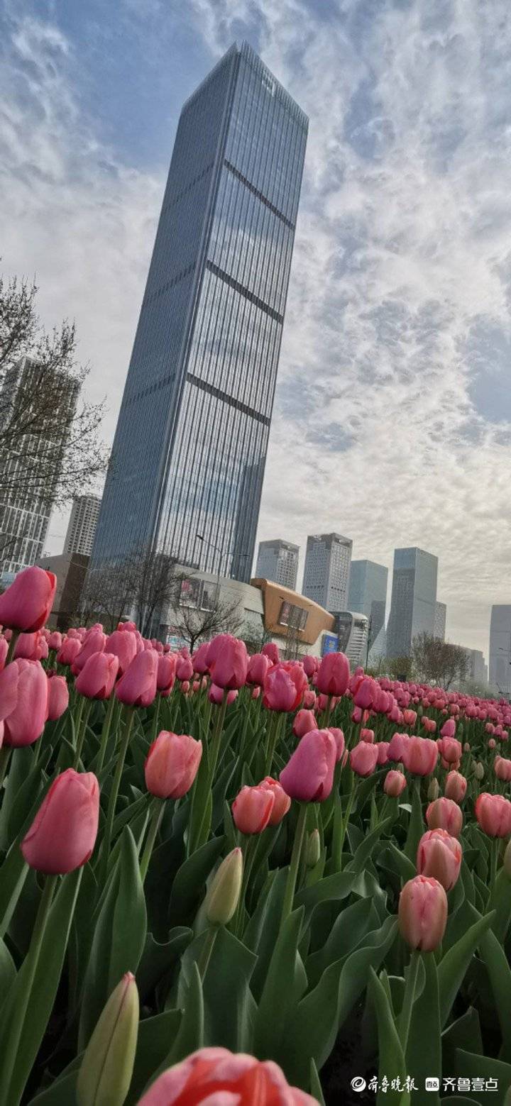 美!经十路旁郁金香吐芳,高楼大厦与白云相映成辉