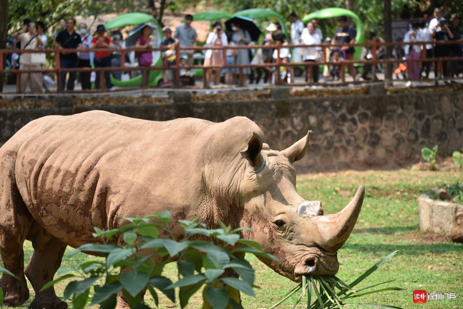 踏青看动物,市民在深圳野生动物园尽享快乐假期