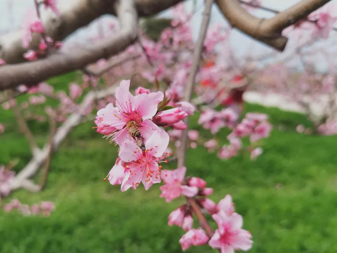 春日寻花申城桃花进入盛花期除了桃花节这些地方也可以赏