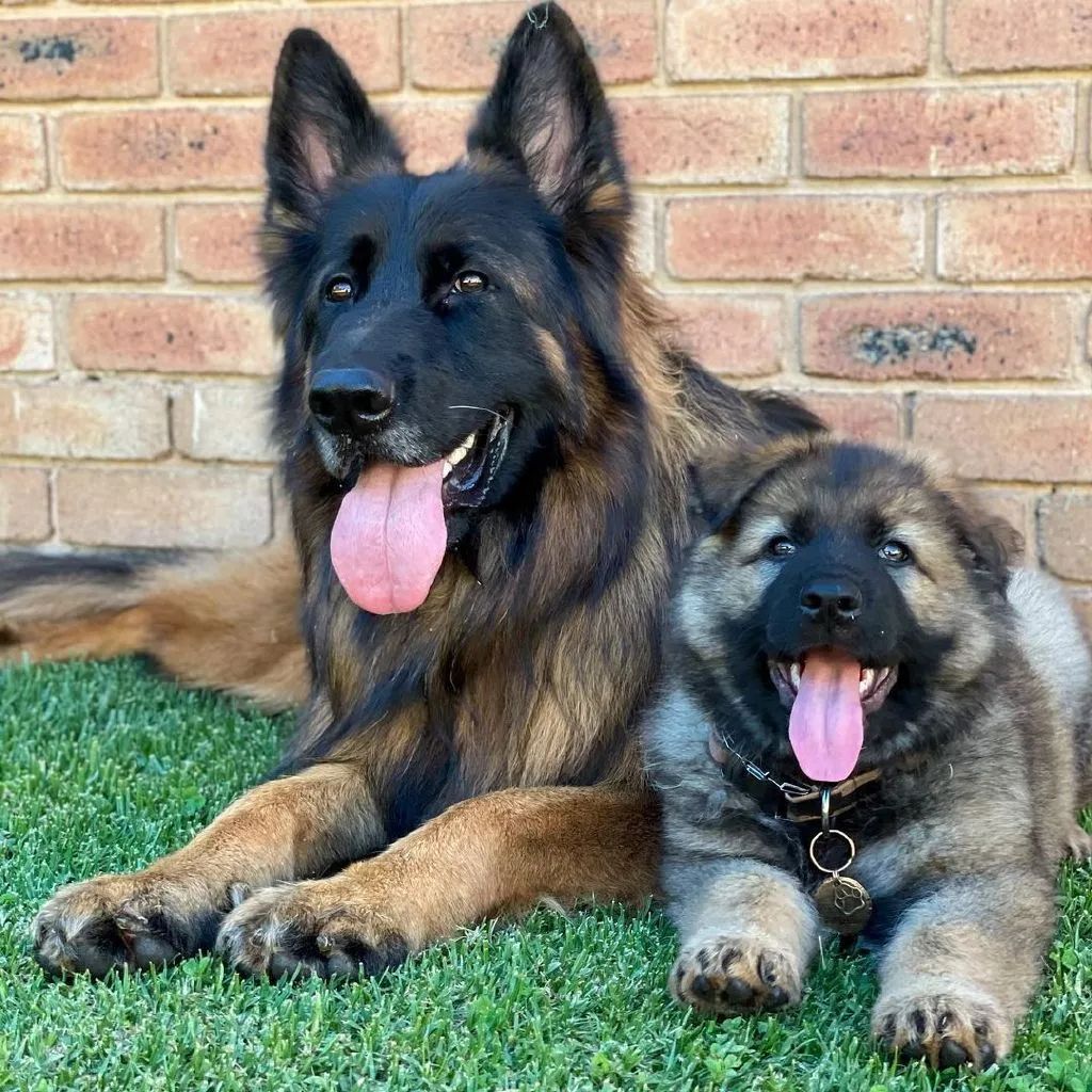 当高冷大德牧有了个蠢萌傻弟弟反差萌画风太可爱了