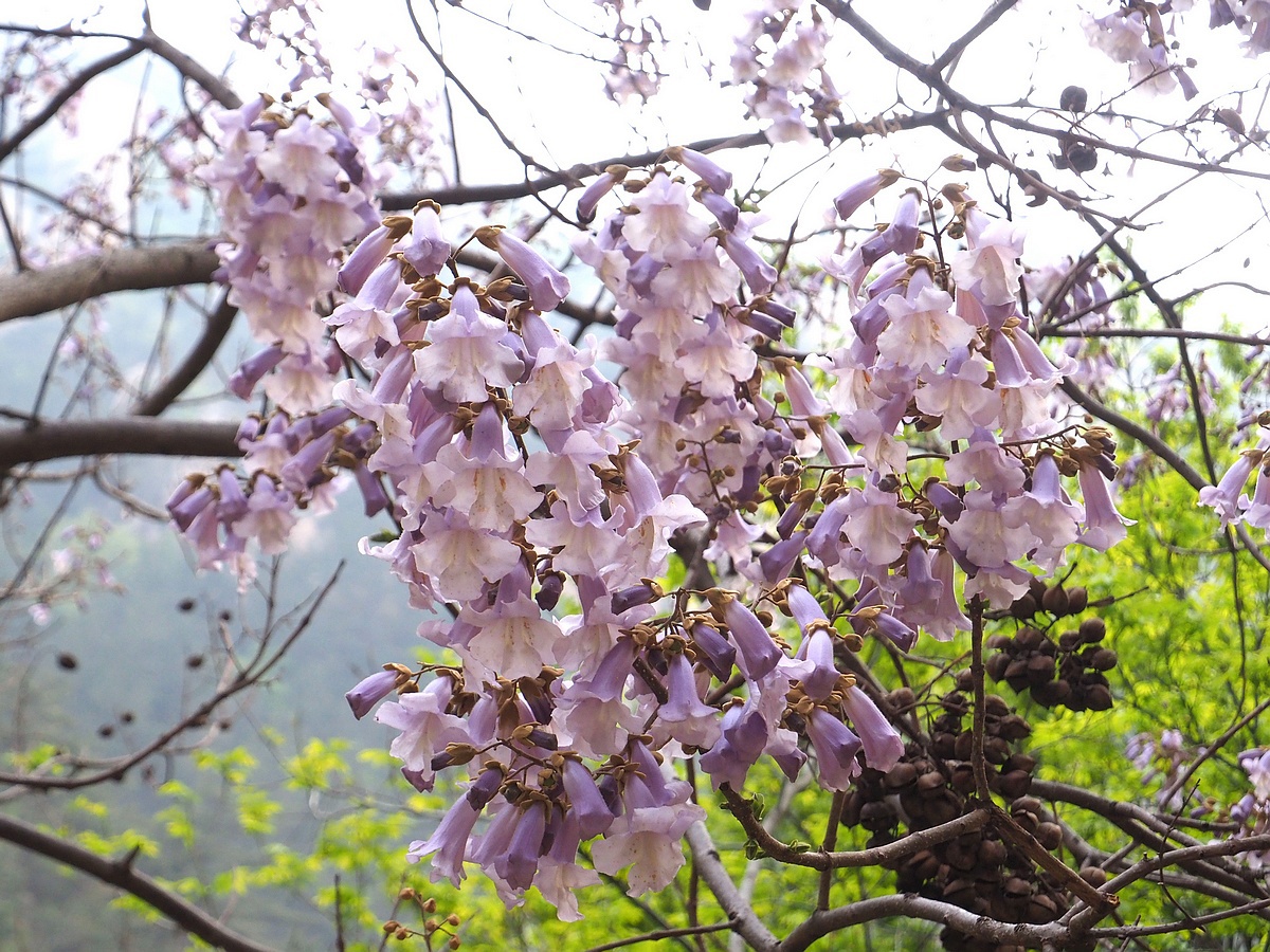 物候记·清明|万物清净而明洁|花鸟画_新浪新闻
