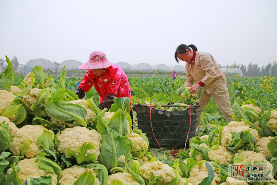 玉环:抢收花菜助增收