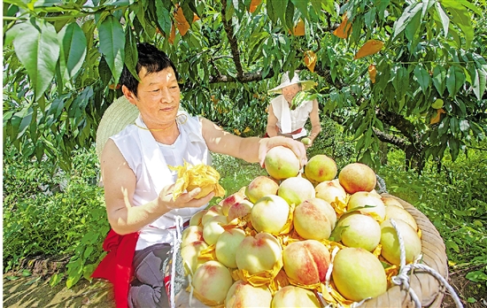 奉化果农采摘水蜜桃浙江日报图
