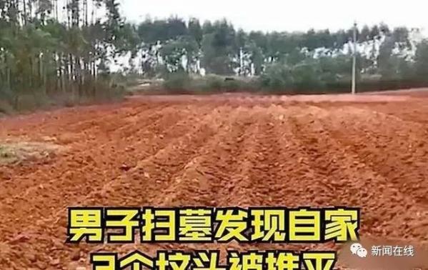 南宁一男子去扫墓，发现自家3个坟头被推平变成甘蔗种植地