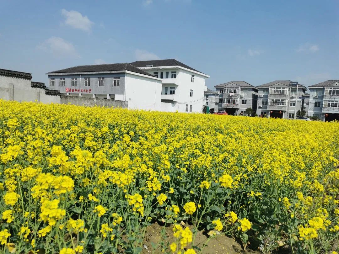 初春,平湖市独山港镇渡船桥村油菜花已悄然绽放.