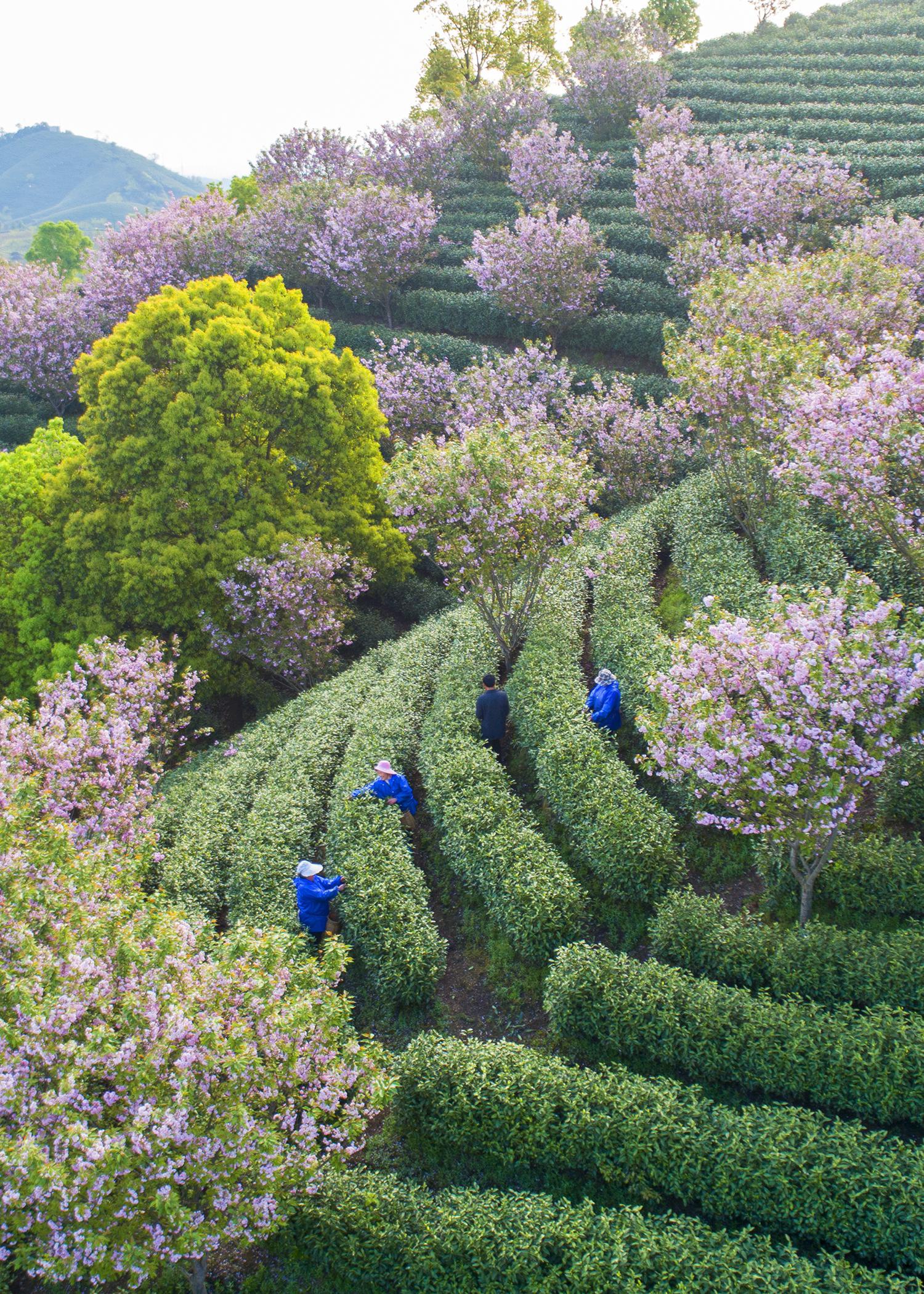 安吉:生态茶园美如画