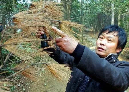 松树“艾滋病”传入杭州西湖景区 图/新华网