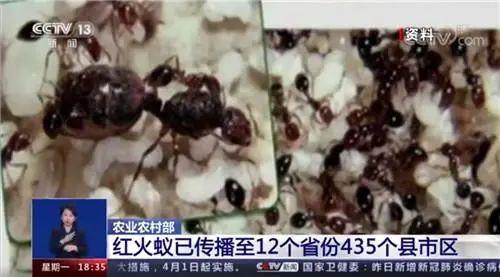 17岁姑娘出现“致命红斑”！此地1死26伤！紧急提醒：清明出游多地有人中招休闲区蓝鸢梦想 - Www.slyday.coM