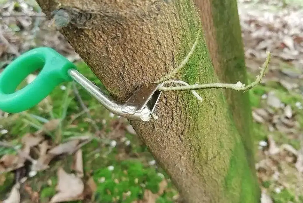 柑橘环割这一刀决定是保果还是树倒