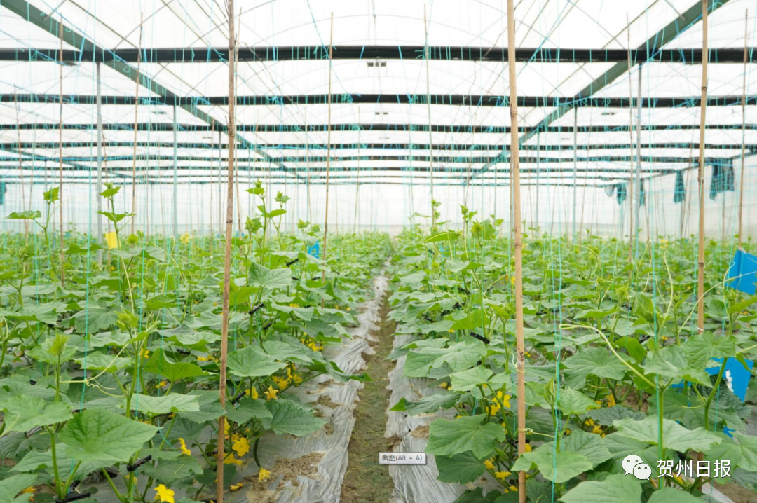 赞贺州农作物种植面积达6625万亩