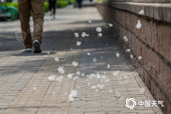 小心糊一脸华北杨柳絮即将进入高发期北京城区已见雪
