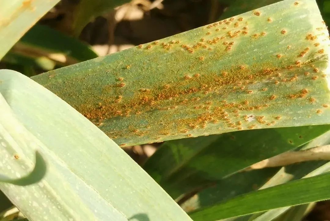 低温高湿大蒜锈病来势汹汹快看防治方法