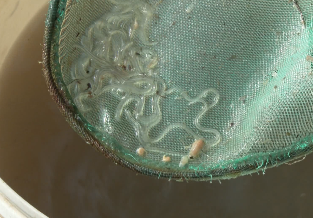 监管禁渔期内非法捕捞鳗鱼苗这起违法犯罪案例被曝光