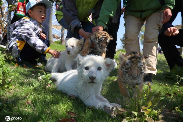 江苏南通:东北虎和小白狮双胞胎同时亮相|东北虎|狮子|白狮_新浪新闻