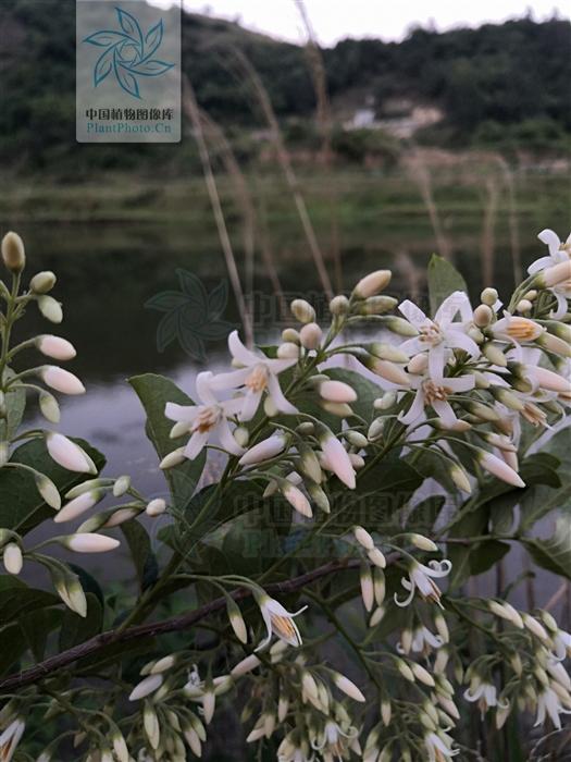垂珠花见过吗润肺生津止咳治肺燥咳嗽干咳无痰咽干