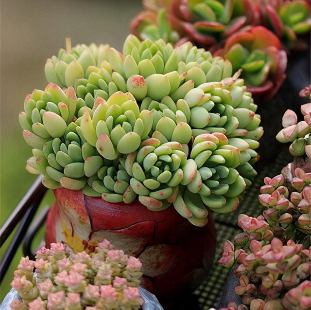 养好多肉,要记住这4点,盆盆都很壮实美丽,状态佳|状态佳|多肉植物