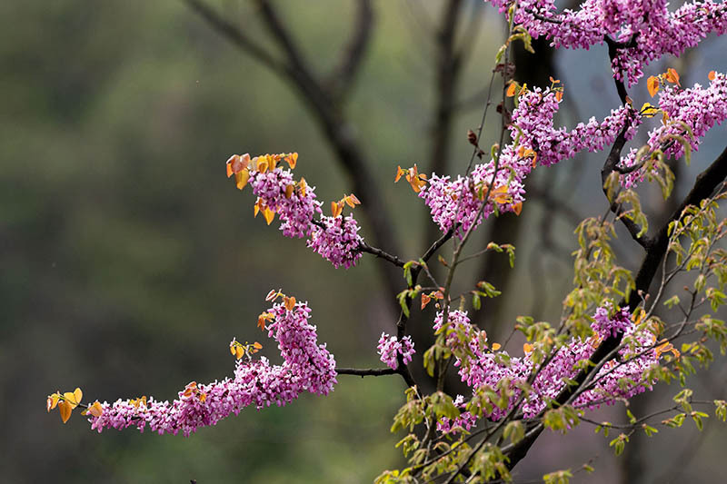 湖北保康紫荆花开灿若霞