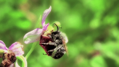 动物传粉的花,会有固定的昆虫在采蜜时将花粉做定向传播.