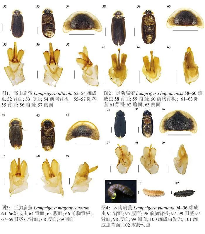 cop15新新新云南发现萤火虫3个新种4个中国新纪录种