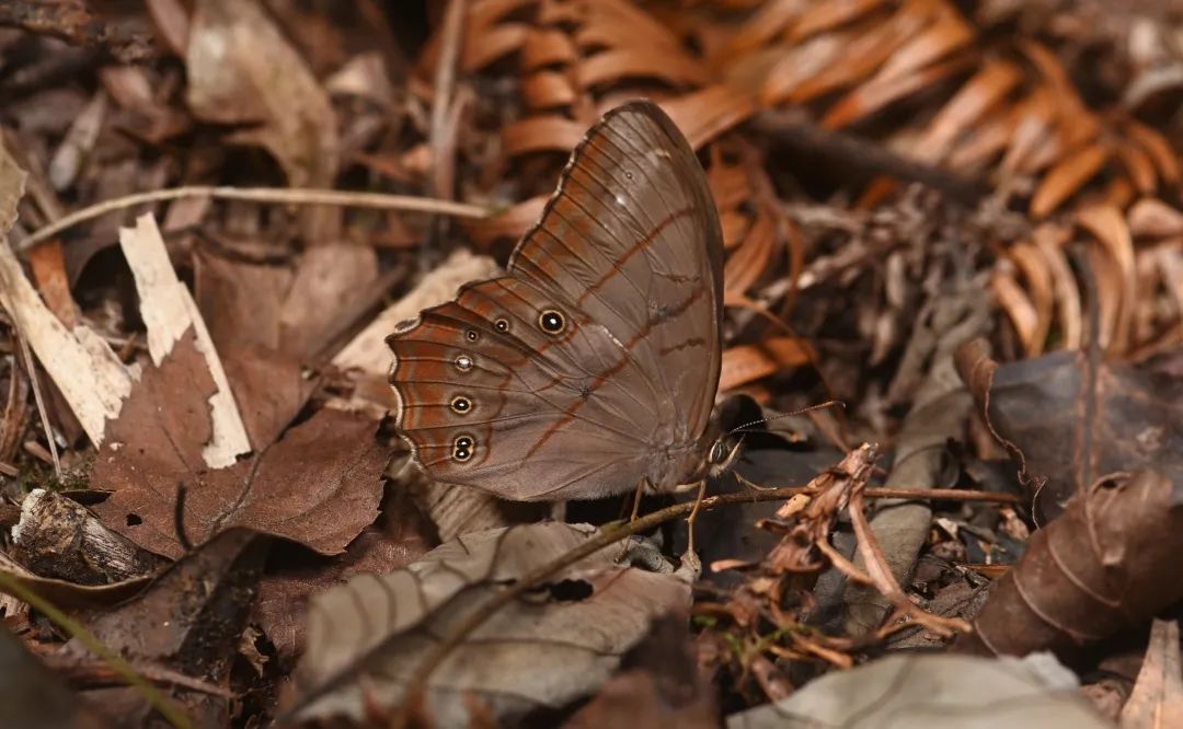 棕褐黛眼蝶是四面山有纪录的蝴蝶，但是在李元胜70多次进四面山的漫长考察中，这是第一次与之相遇。图为棕褐黛眼蝶立在枯叶堆里，缓慢地移动着。