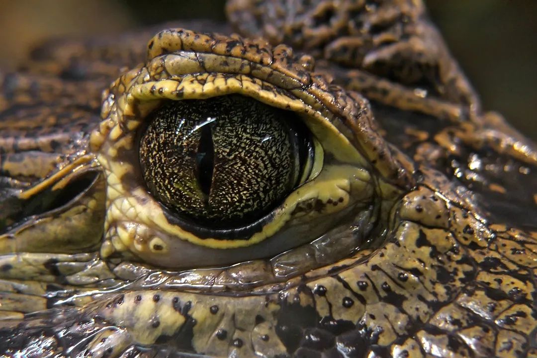 童話打假:鴕鳥把頭埋土裡,烏鴉喝水,鱷魚的眼淚……__財經頭條