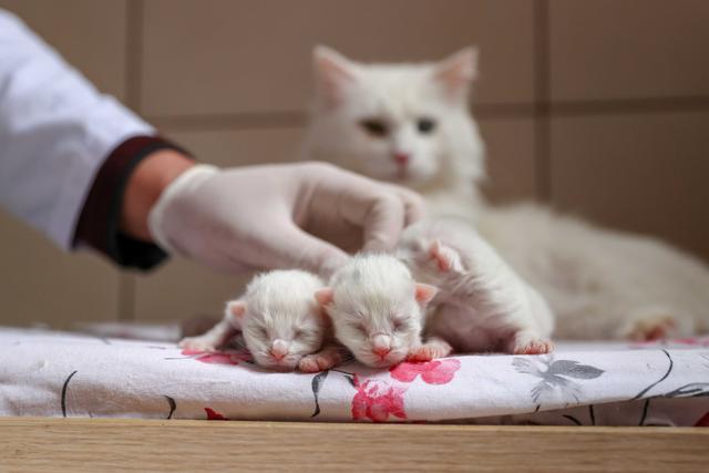 yil大学研究中心对梵猫进行保护,母猫和新生小猫在这里得到特殊照顾