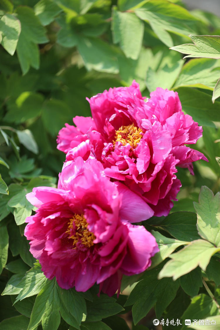 情报站美得绚丽娇艳济南泉城公园牡丹盛开啦你去赏花了吗