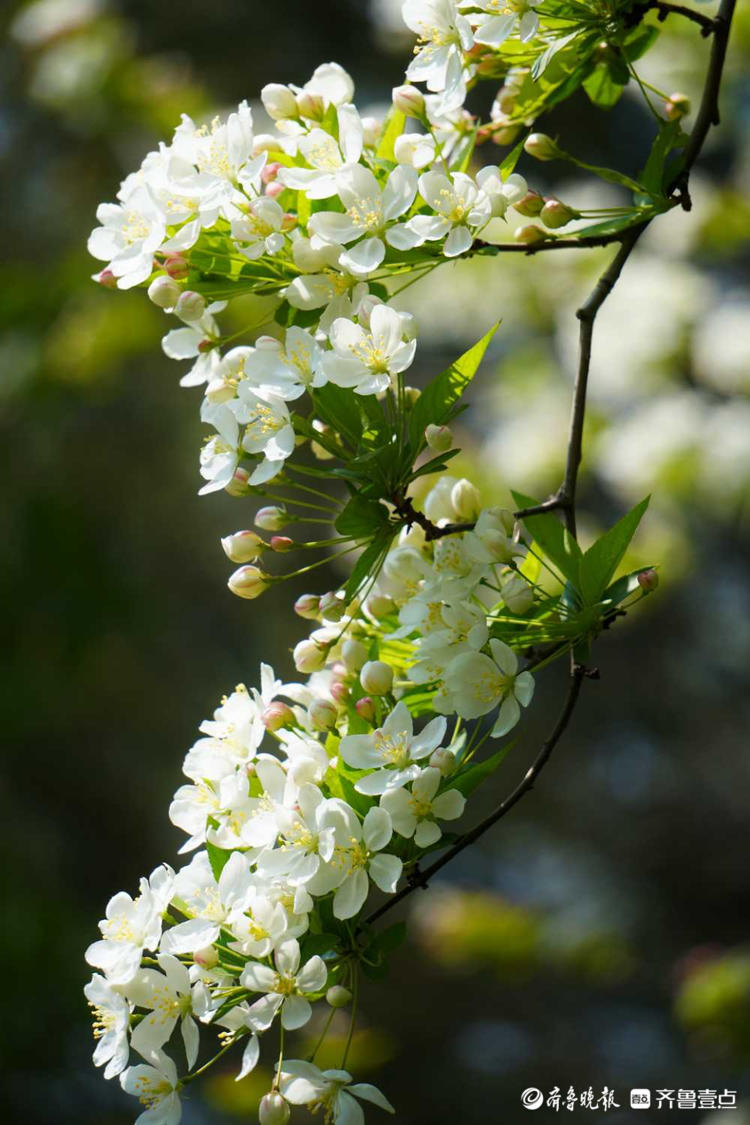 济南英雄山风景区白海棠盛开赏花约起来