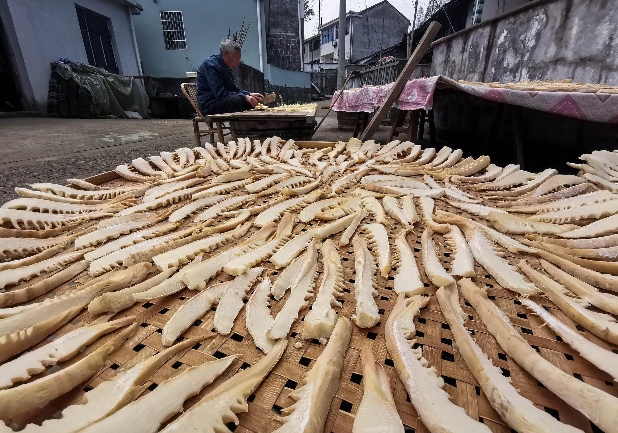 浙江宁波:春笋破土 村民忙晒笋干|浙江省|宁波市|笋干_新浪新闻