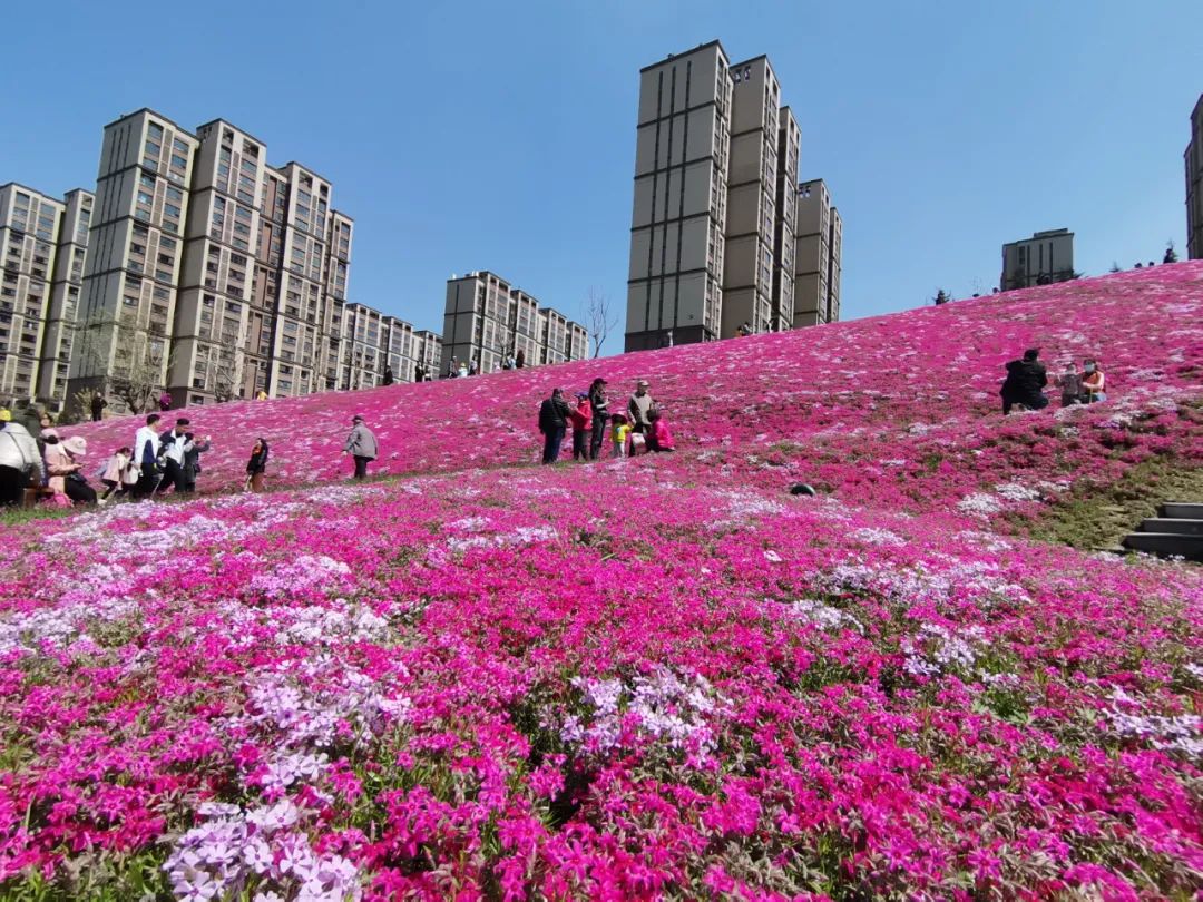 济南又多几处花海打卡地!