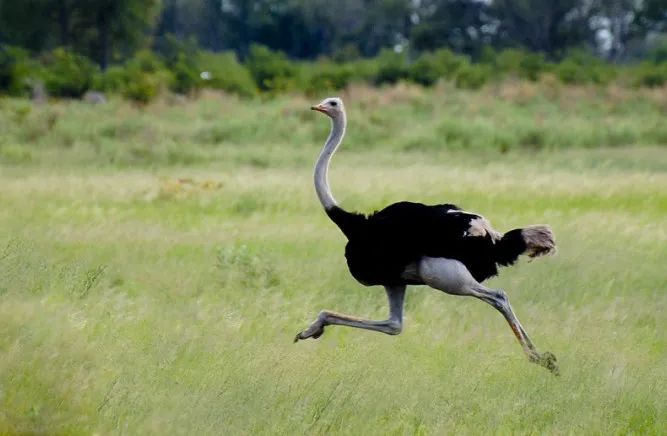 童话打假鸵鸟把头埋土里乌鸦喝水鳄鱼的眼泪