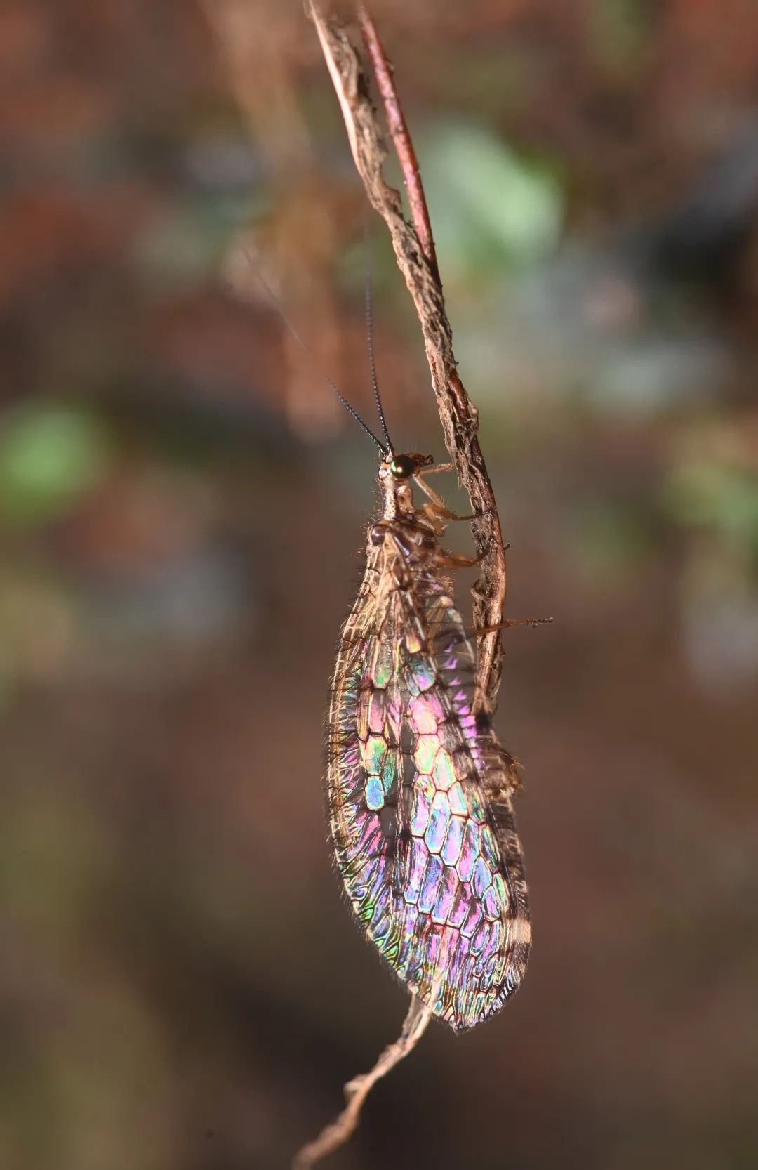 在一棵树裸露的根须中，李元胜发现了一只溪蛉。和脉翅目的草蛉和褐蛉不同的是，溪蛉的翅上不仅生有细毛，翅脉还把翅膀分成了无数薄窗。适当的光线条件下，这些薄窗会呈现彩虹般的光彩。图为溪蛉。