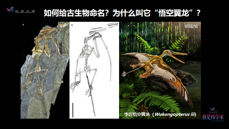 研究了20多年翼龙和恐龙很多人羡慕我的工作我觉得羡慕是应该的