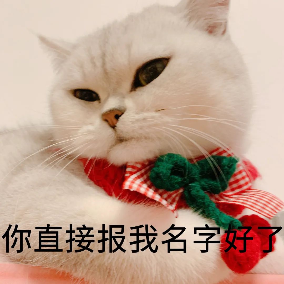 其实「发腮」这个词原本是专属于小猫咪的(英短,异短:你直接报我名字