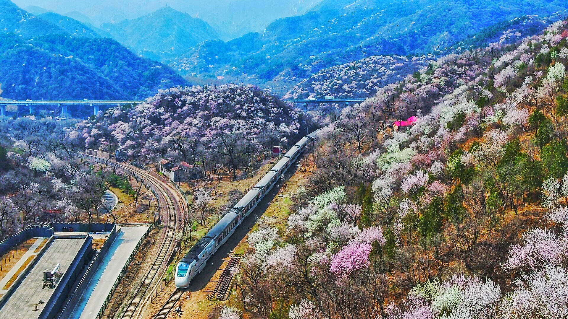 开往春天的列车迎来最美观赏季