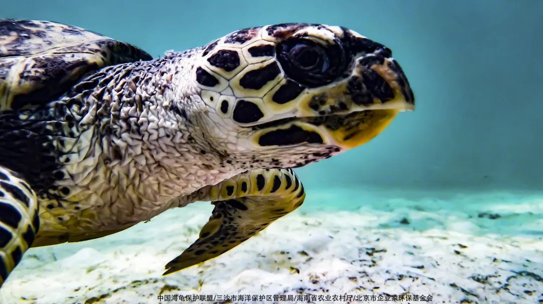 【视频】海龟"回家"记
