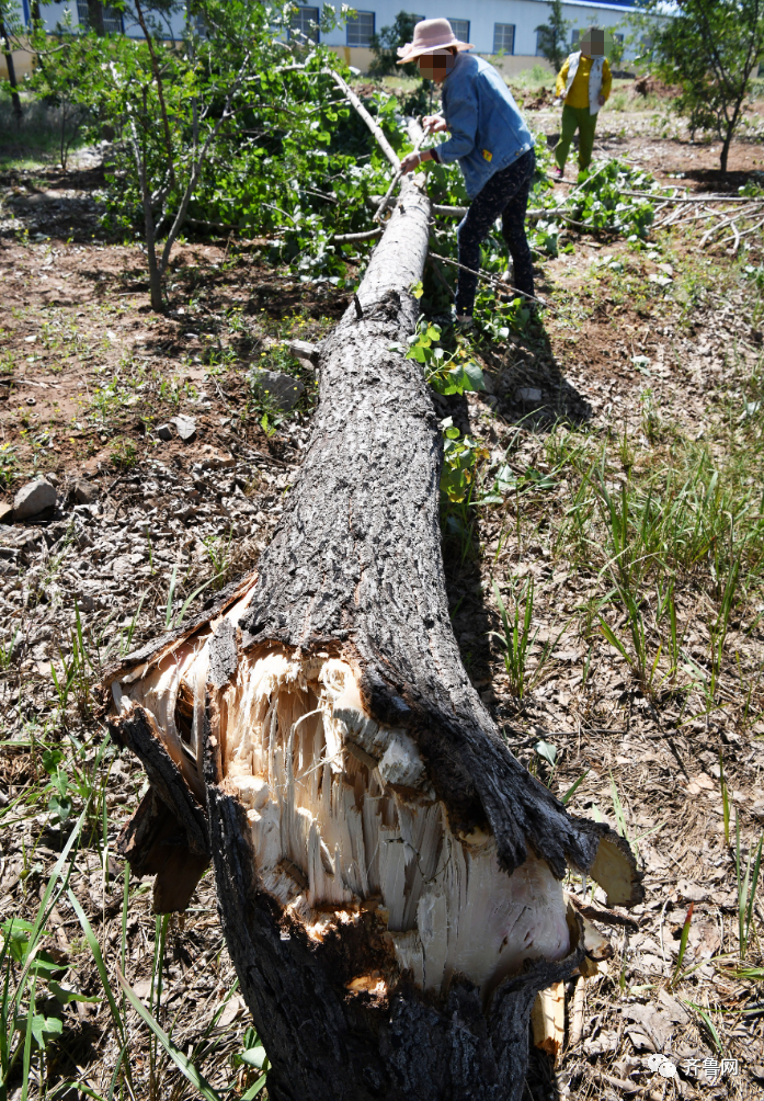 砍自己种的树也违法枣庄一农民砍掉自己种的700多棵杨树获刑两年农民