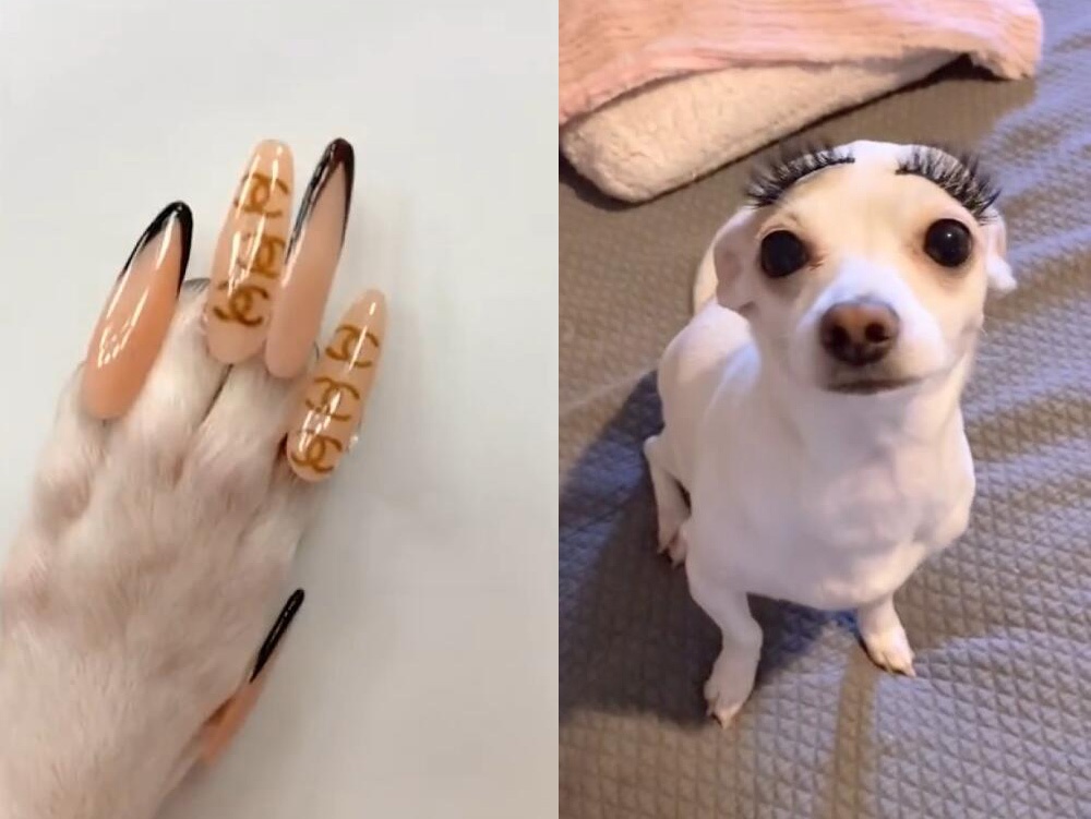 外国女子给宠物狗做美甲走红被批博关注