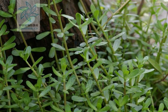 白花猪母菜见过吗用于痢疾目赤肿痛痔疮肿痛