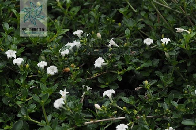 白马骨见过吗治风湿腰腿痛目赤肿痛喉痛牙痛