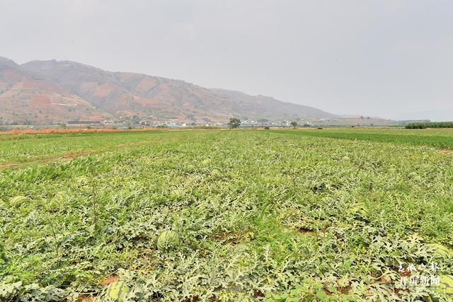早熟西瓜大又甜!快来保山湾甸坝当个快乐的"吃瓜群众"