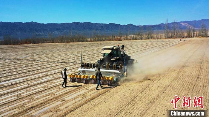 新疆托克逊县7万余亩棉花全面开播