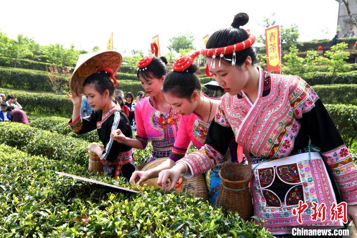 图为采茶女身着畲族凤凰装采茶。王东明 摄