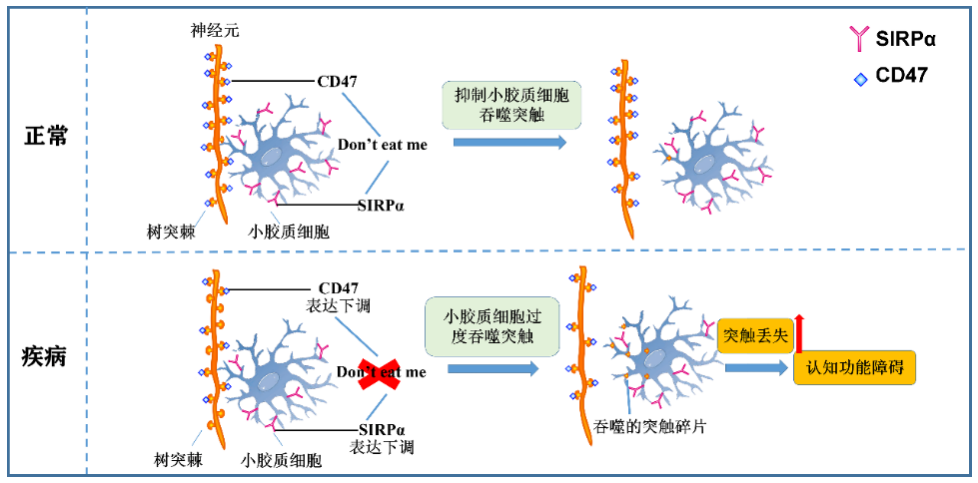 2,nat commun | 李靓/曾科团队揭示突触修剪抑制信号异常在阿尔茨海默