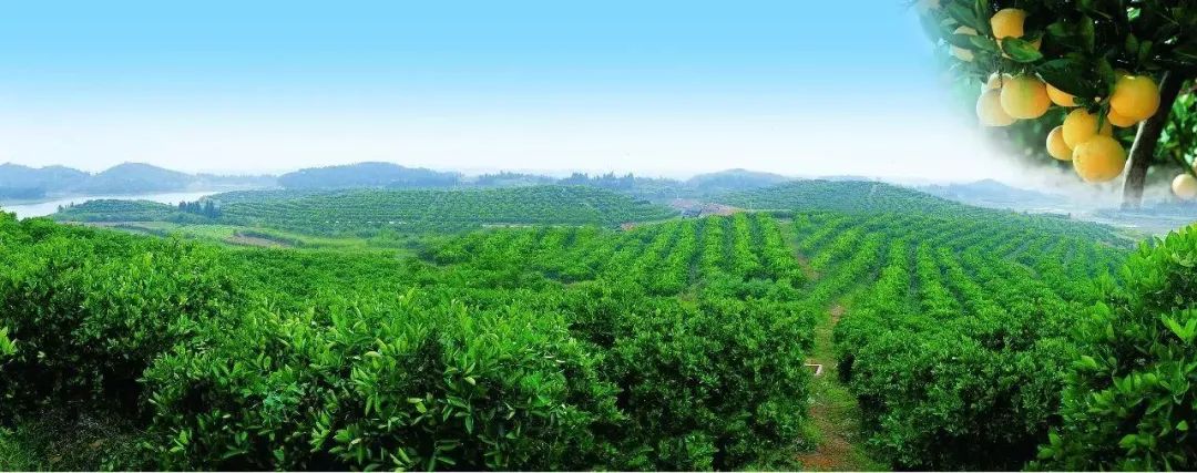 从果比水贱到果真有用常山胡柚如何涅盘