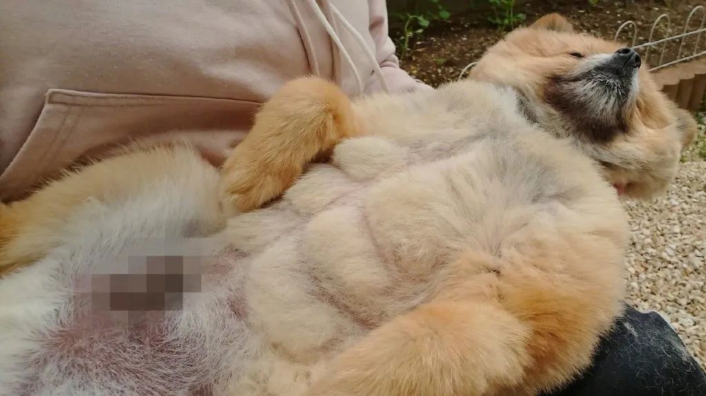 有六块腹肌的博美火了网友集体哀嚎输惨了