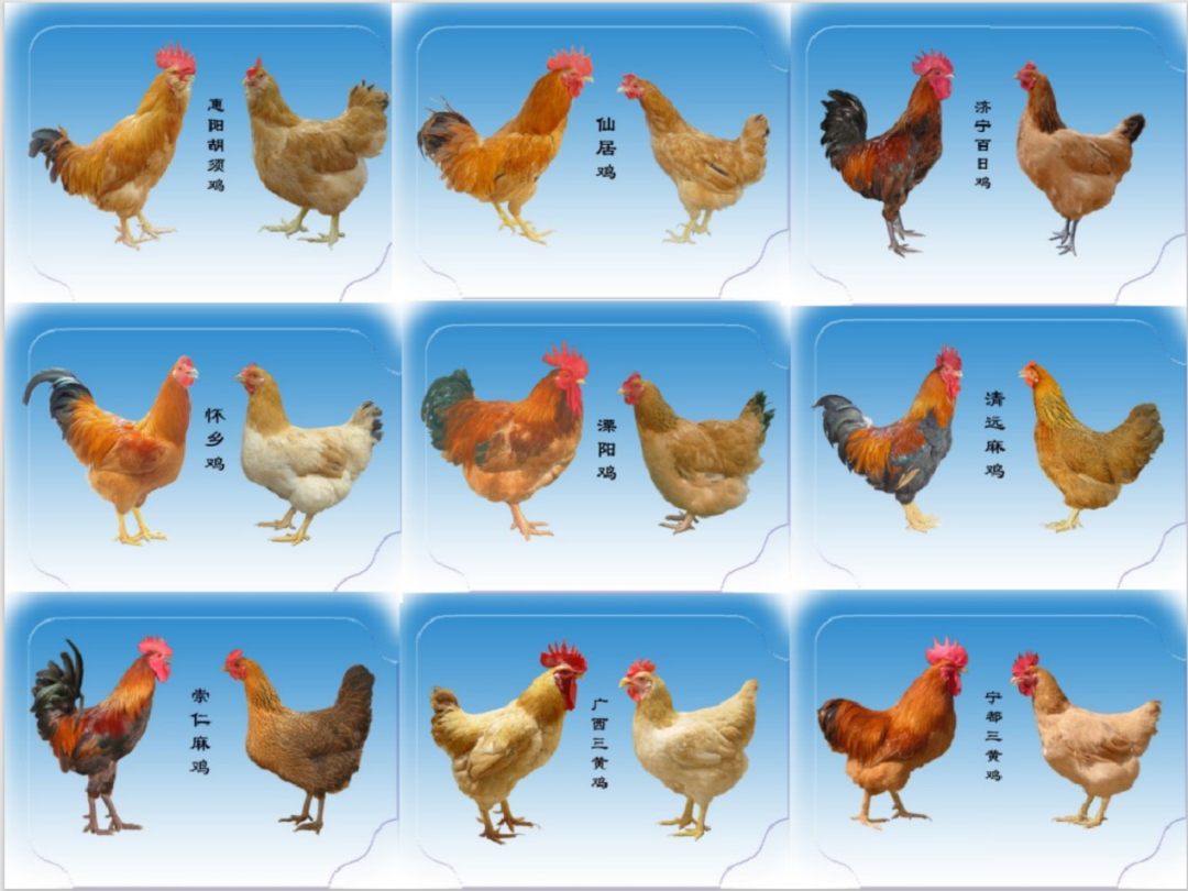 鸡的品种大全图片名字图片