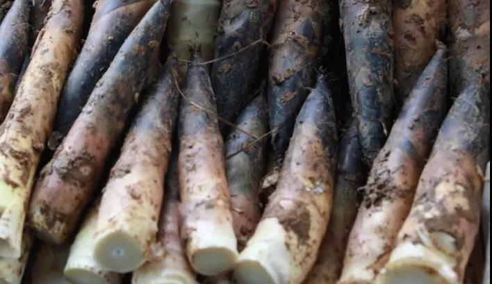 它是开春第一鲜,常吃可以提高免疫力|竹笋|春笋_新浪新闻