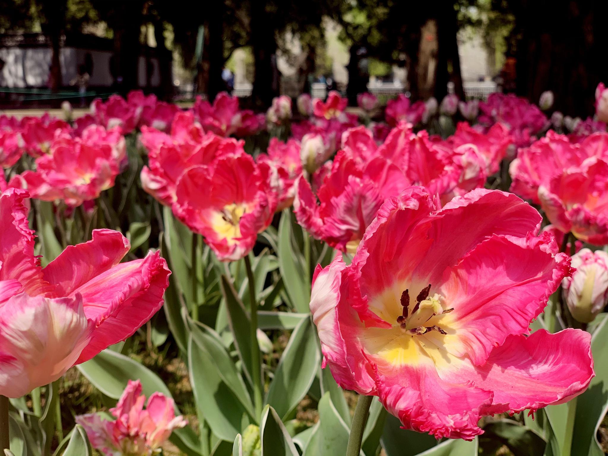 中山公园郁金香花展明天开幕,鹦鹉型郁金香"帝国时代"首次亮相